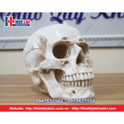 Mô hình xương sọ